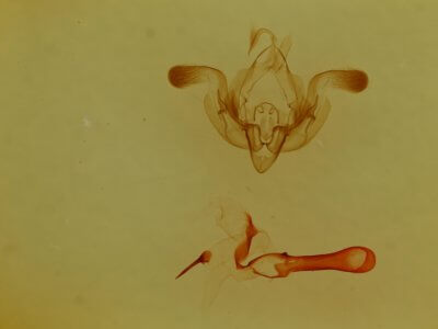 genitalia view of adult Properigea continens