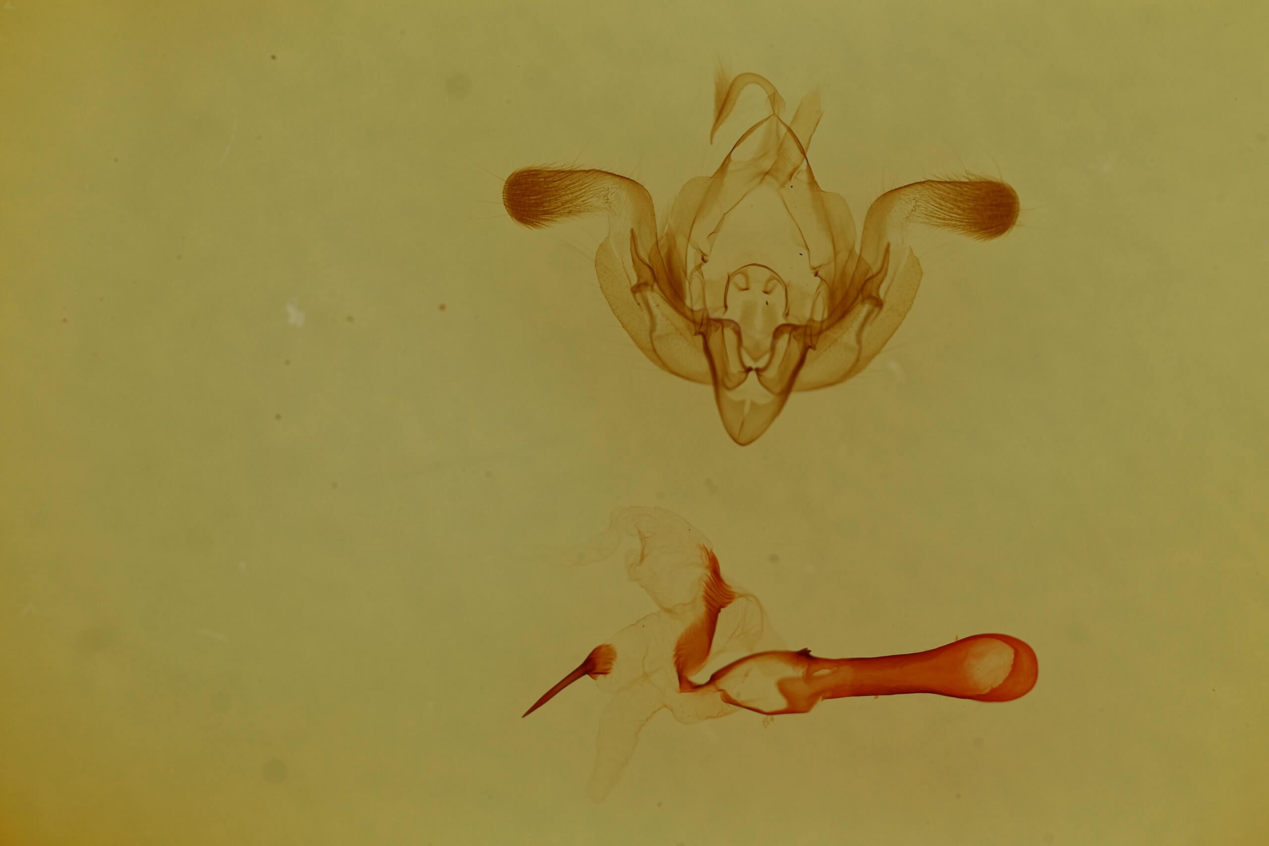 genitalia view of adult Properigea continens