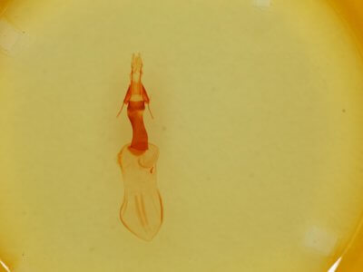 genitalia view of adult Properigea continens