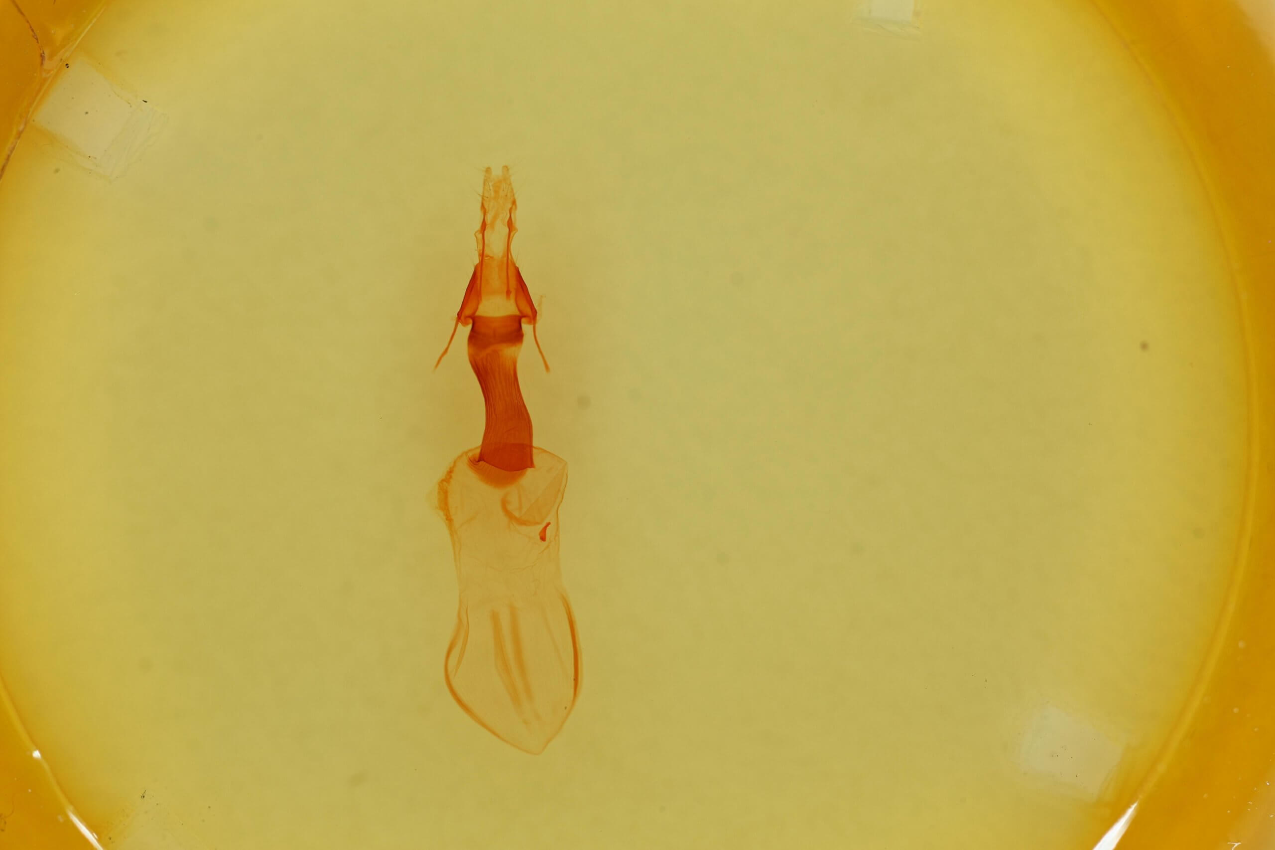 genitalia view of adult Properigea continens
