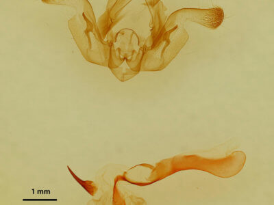 genitalia view of adult Properigea  costa