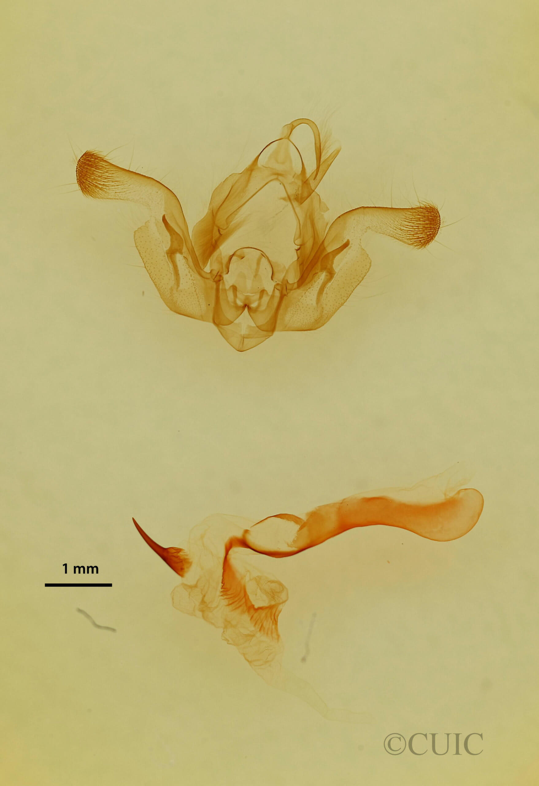 genitalia view of adult Properigea  costa