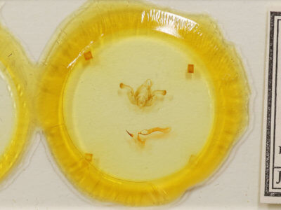 slide view of adult Properigea  costa