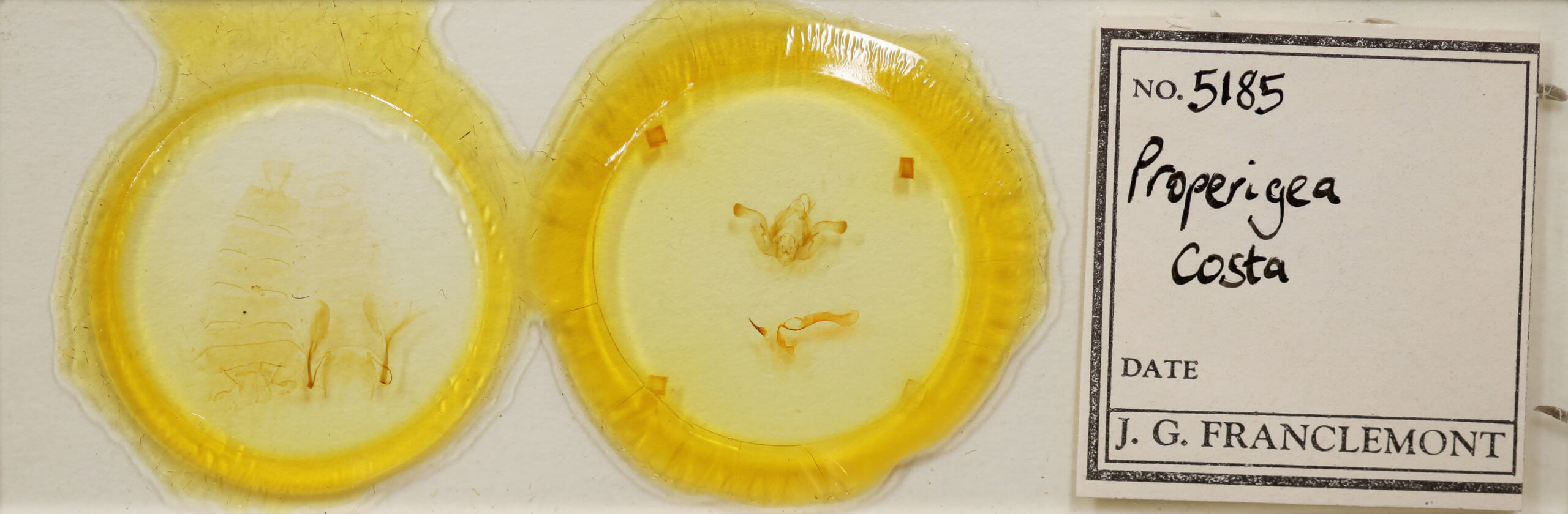 slide view of adult Properigea  costa