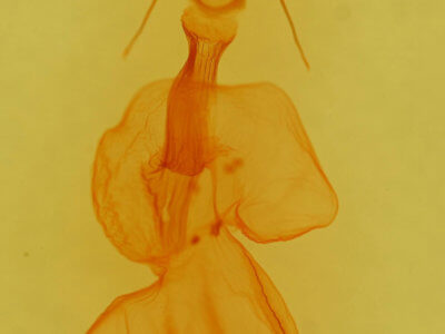 genitalia view of adult Properigea costa