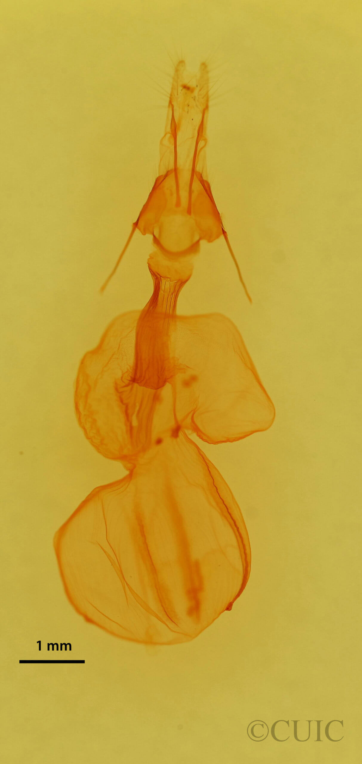 genitalia view of adult Properigea costa