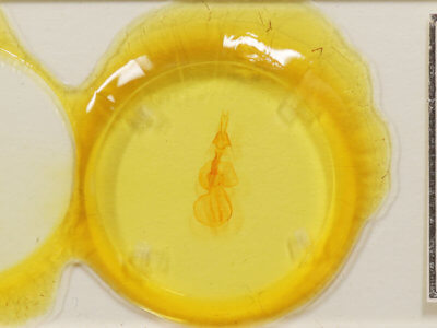 slide view of adult Properigea costa