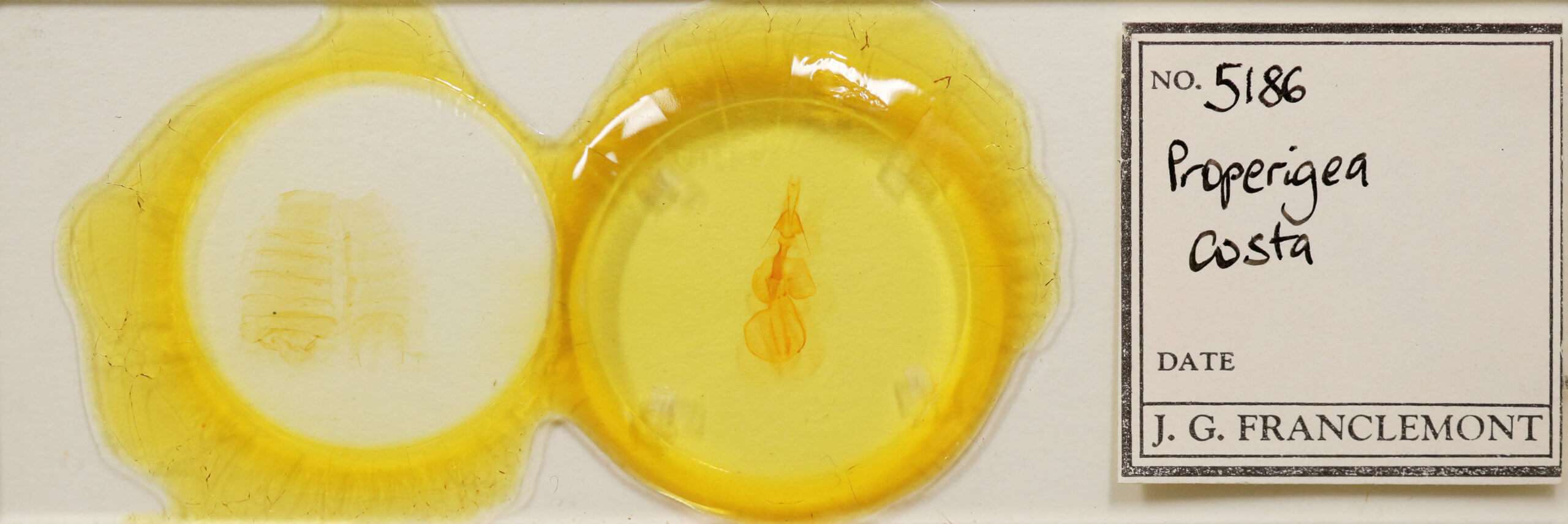 slide view of adult Properigea costa