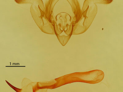 genitalia view of adult Properigea costa