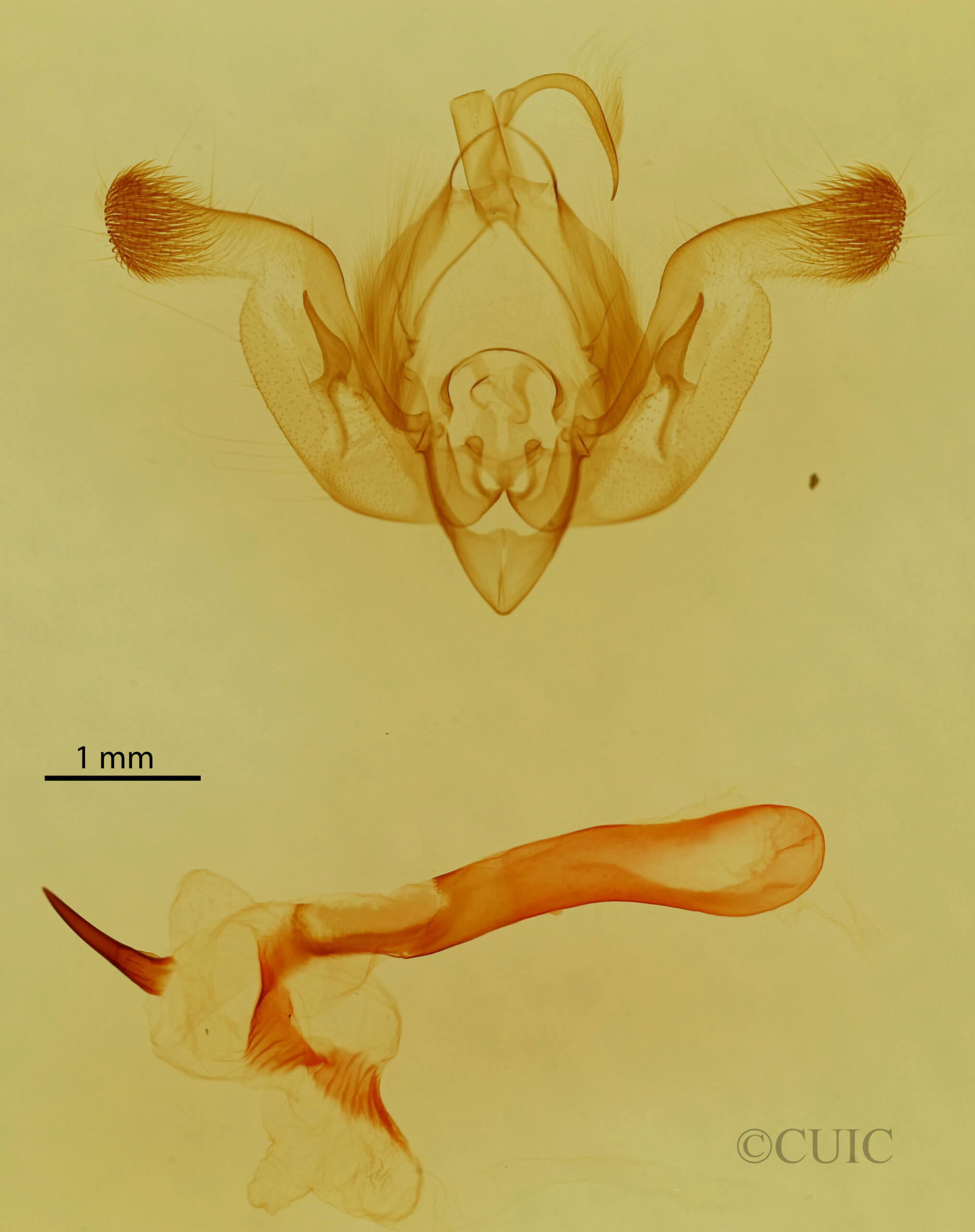 genitalia view of adult Properigea costa