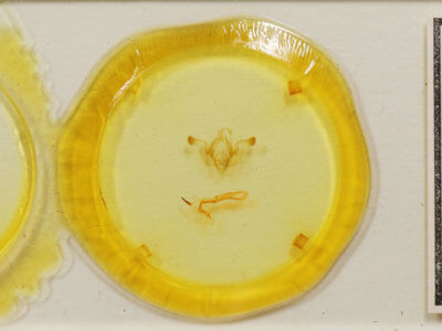 slide view of adult Properigea costa