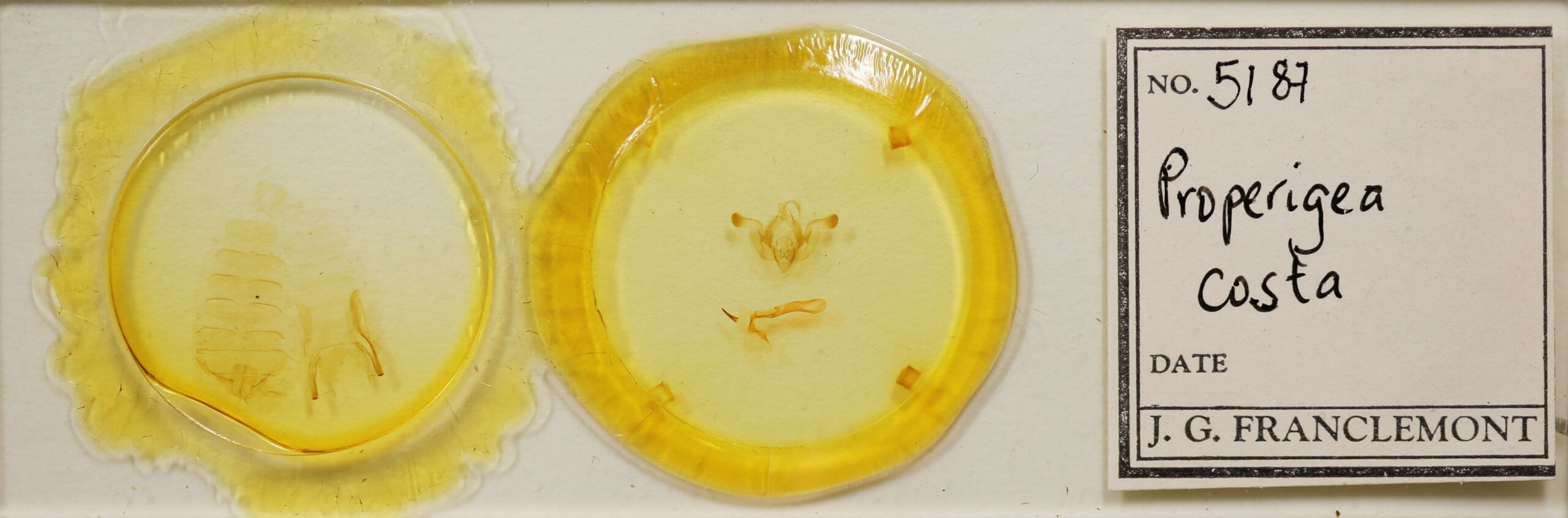 slide view of adult Properigea costa