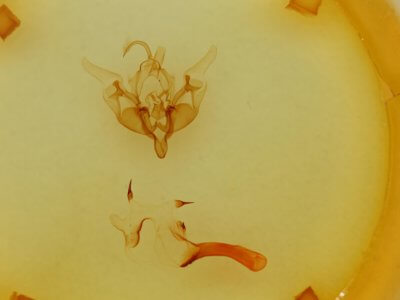 genitalia view of adult Properigea perolivalis