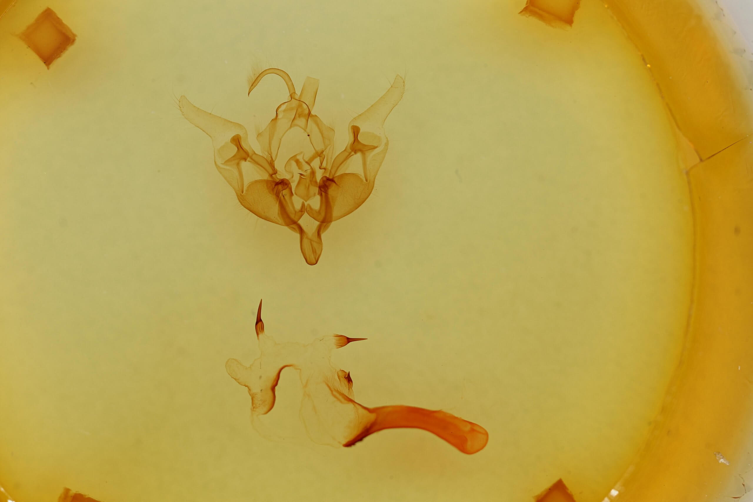 genitalia view of adult Properigea perolivalis