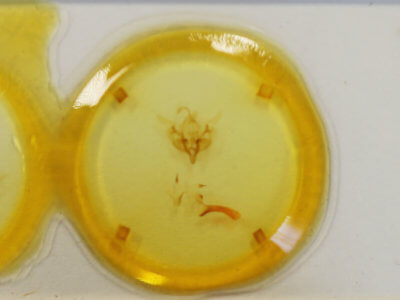 slide view of adult Properigea perolivalis