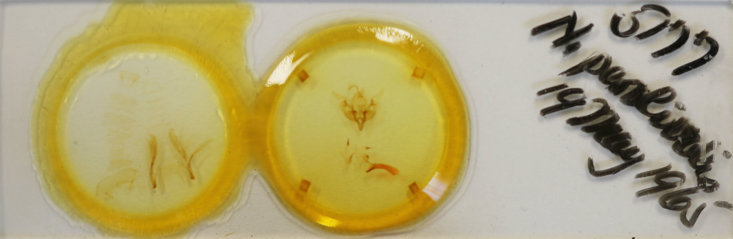 slide view of adult Properigea perolivalis