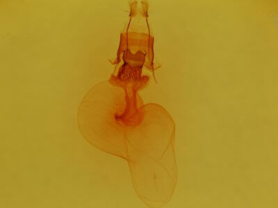 genitalia view of adult Properigea perolivalis