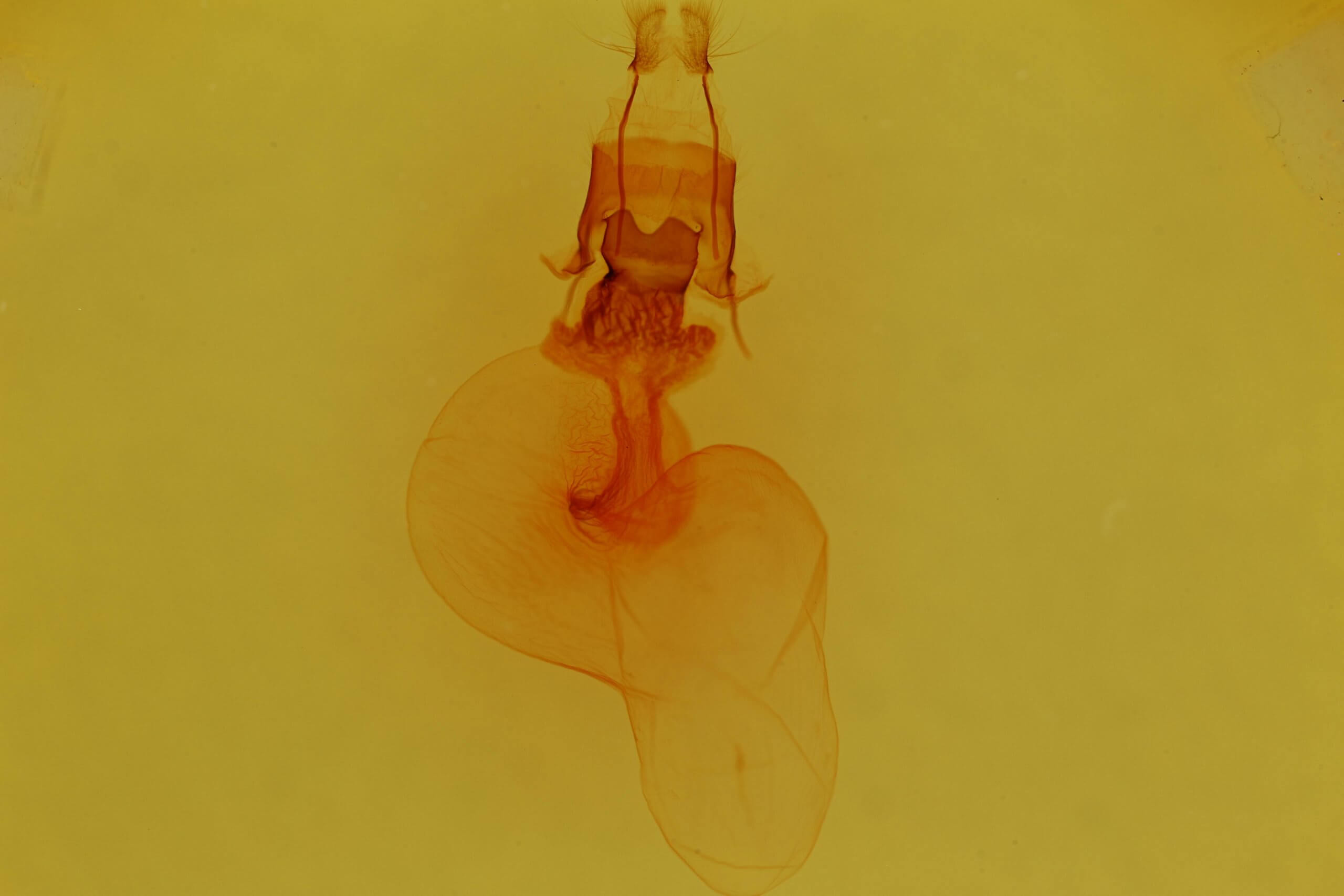 genitalia view of adult Properigea perolivalis