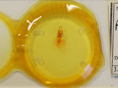 slide view of adult Properigea perolivalis