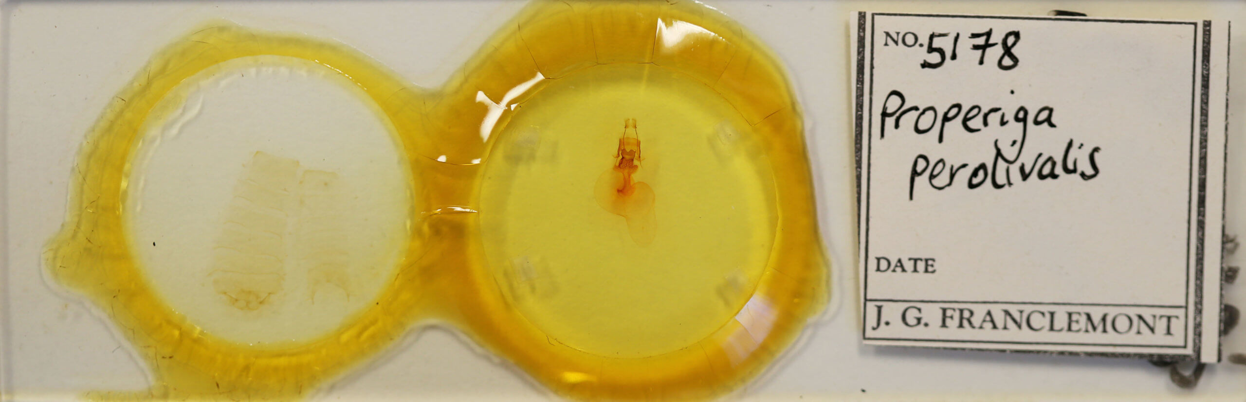 slide view of adult Properigea perolivalis