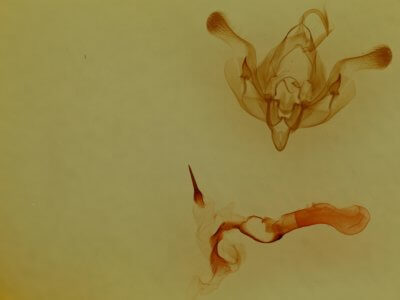 genitalia view of adult Properigea seitzi