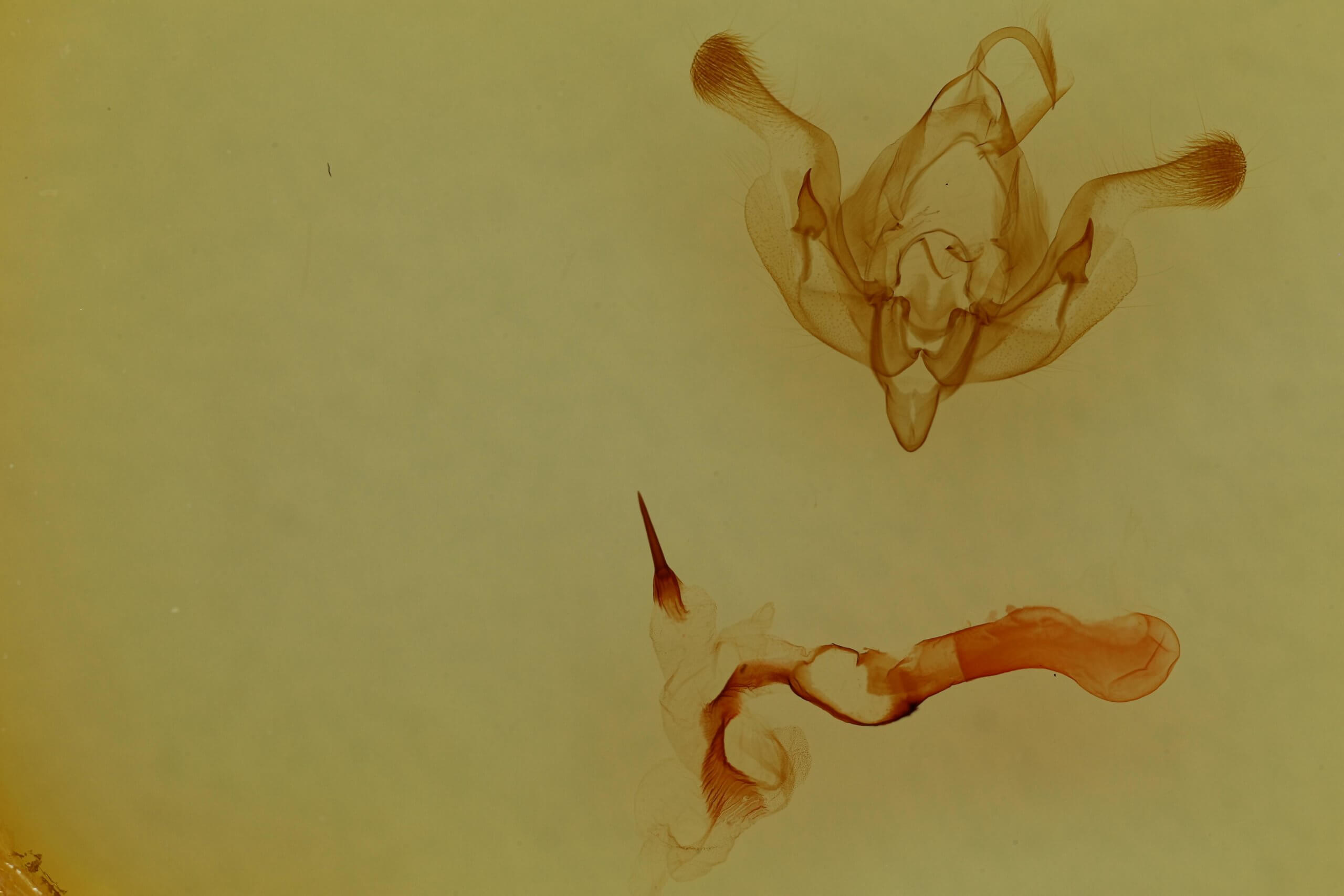 genitalia view of adult Properigea seitzi