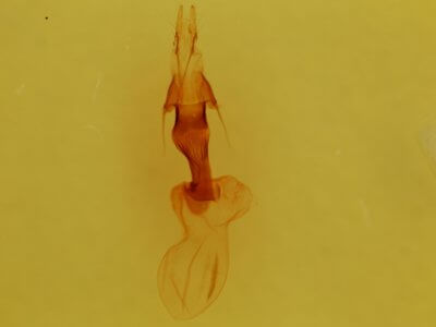 genitalia view of adult Properigea seitzi