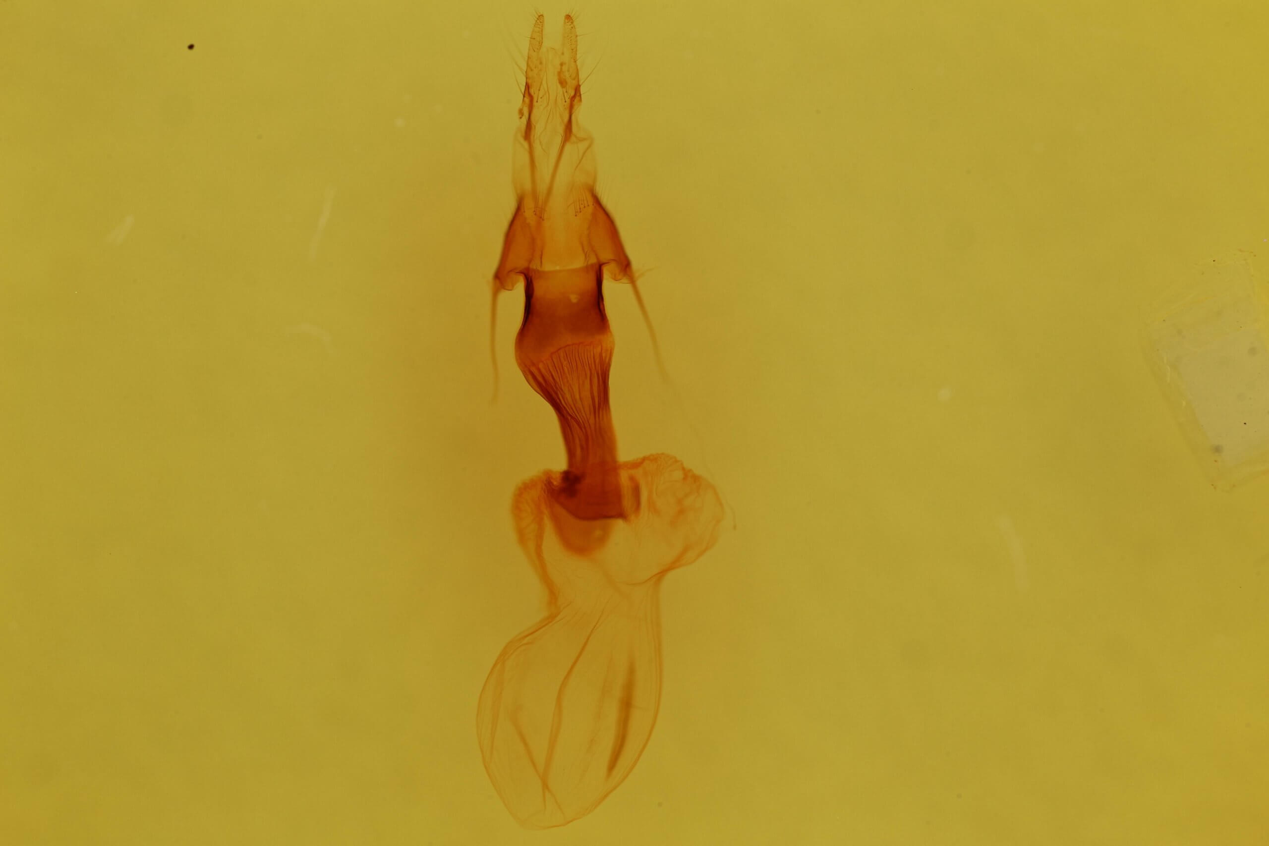 genitalia view of adult Properigea seitzi