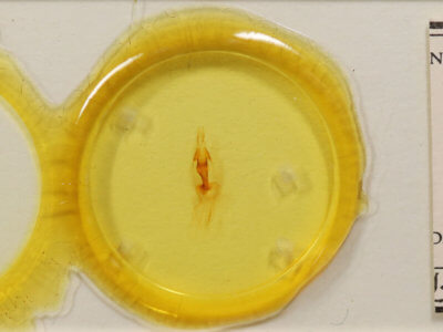 slide view of adult Properigea seitzi