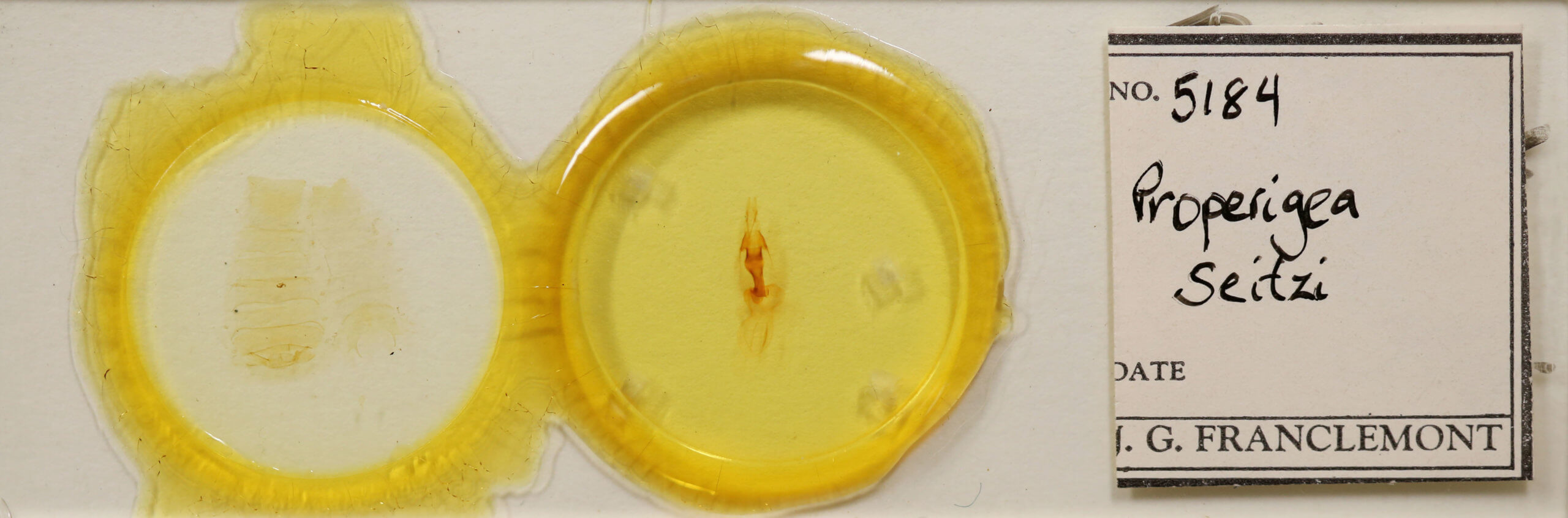 slide view of adult Properigea seitzi