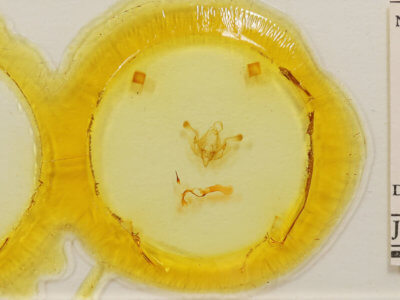 slide view of adult Properigea seitzi