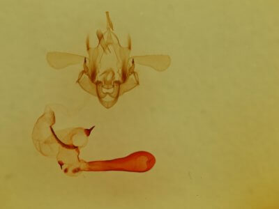 genitalia view of adult Properigea suffusa