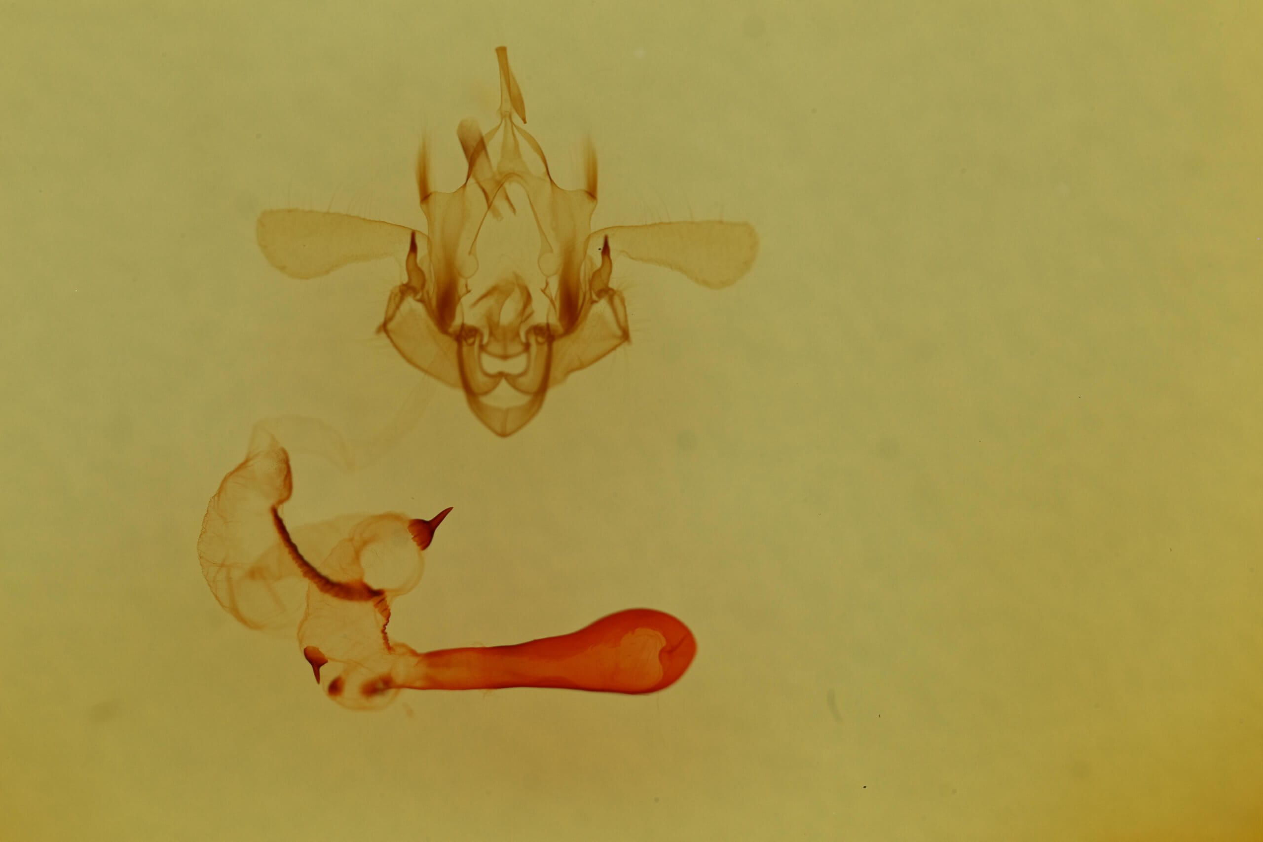 genitalia view of adult Properigea suffusa