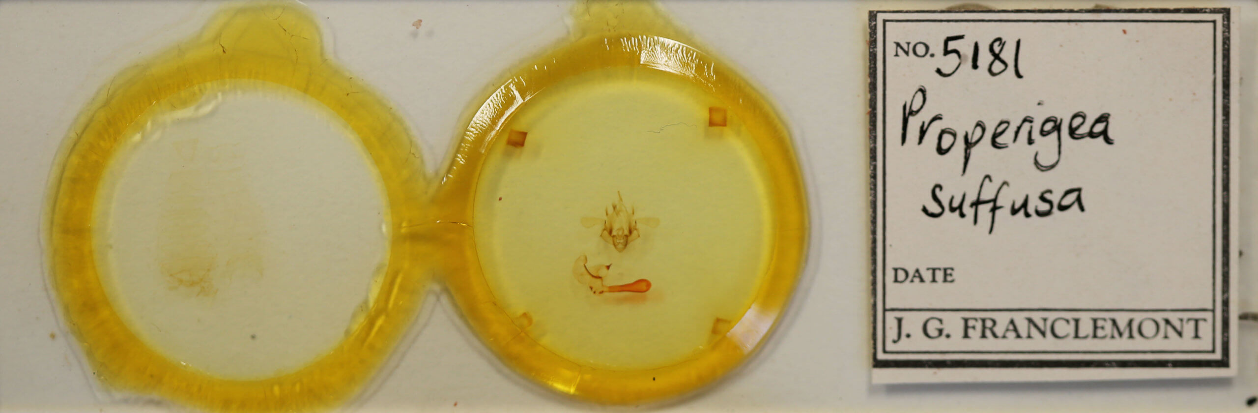 slide view of adult Properigea suffusa