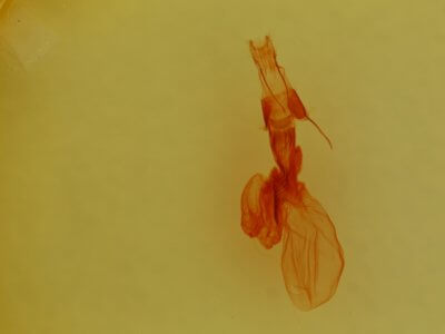 genitalia view of adult Properigea suffusa
