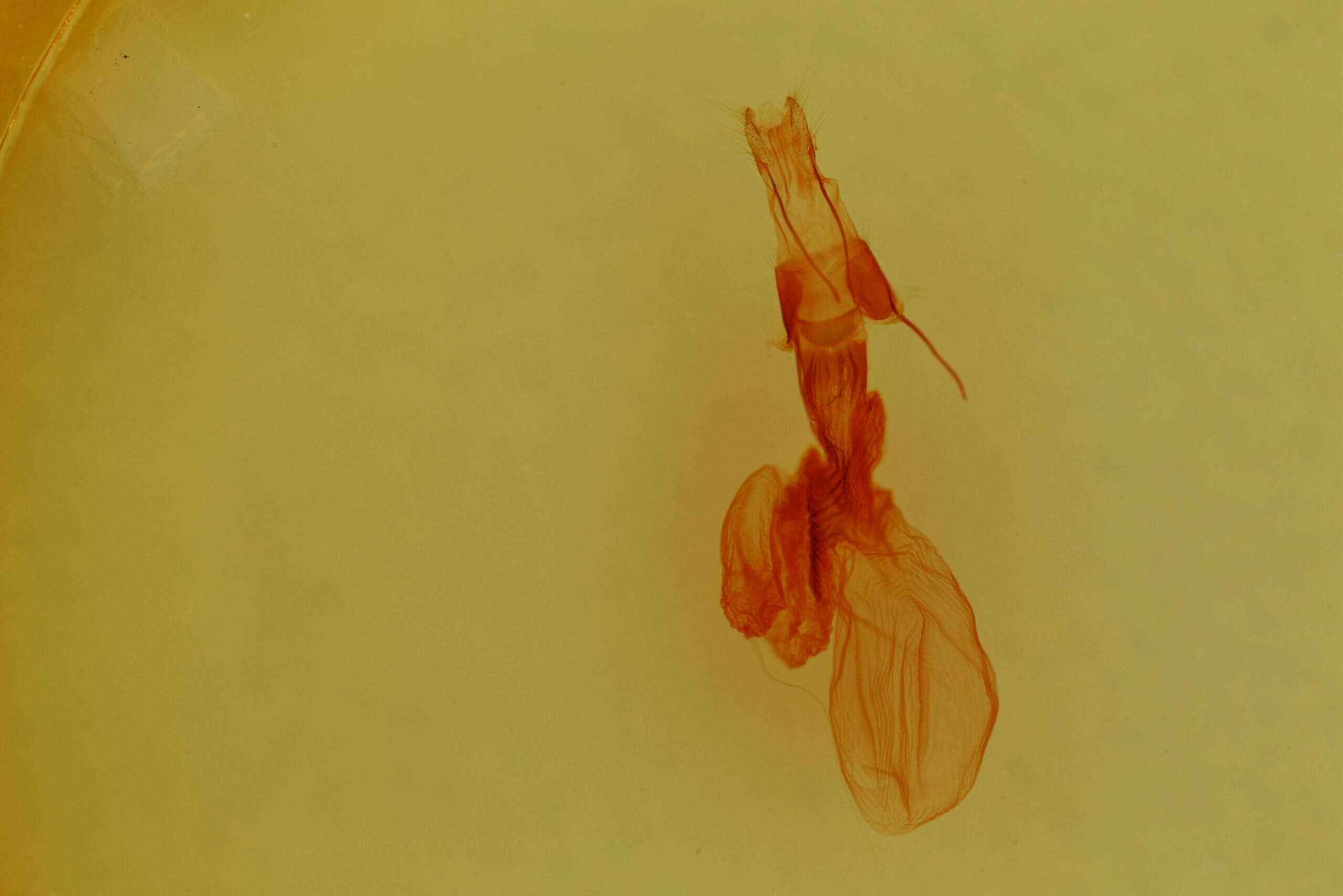 genitalia view of adult Properigea suffusa