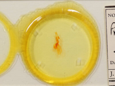 slide view of adult Properigea suffusa