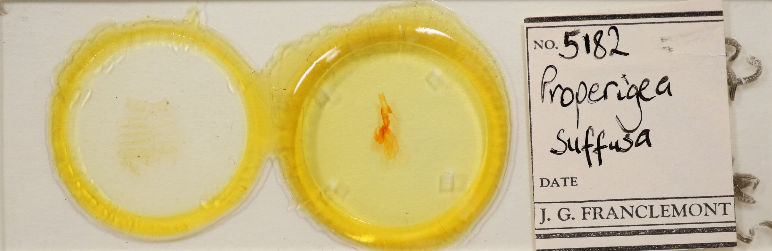 slide view of adult Properigea suffusa