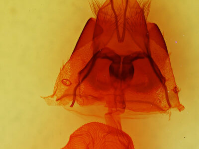 genitalia view of adult Nudorthodes molino