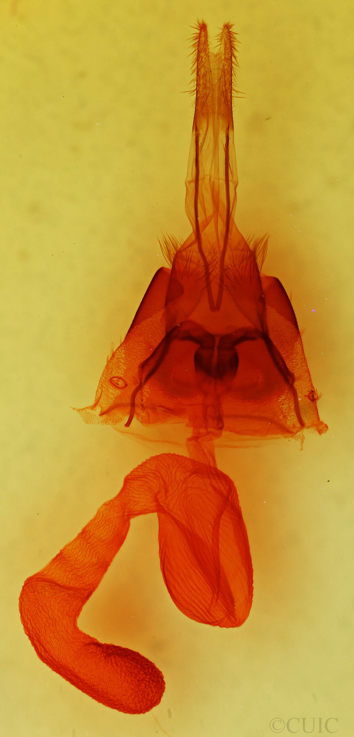 genitalia view of adult Nudorthodes molino
