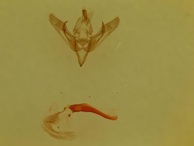 genitalia view of adult Pseudanarta flavidens