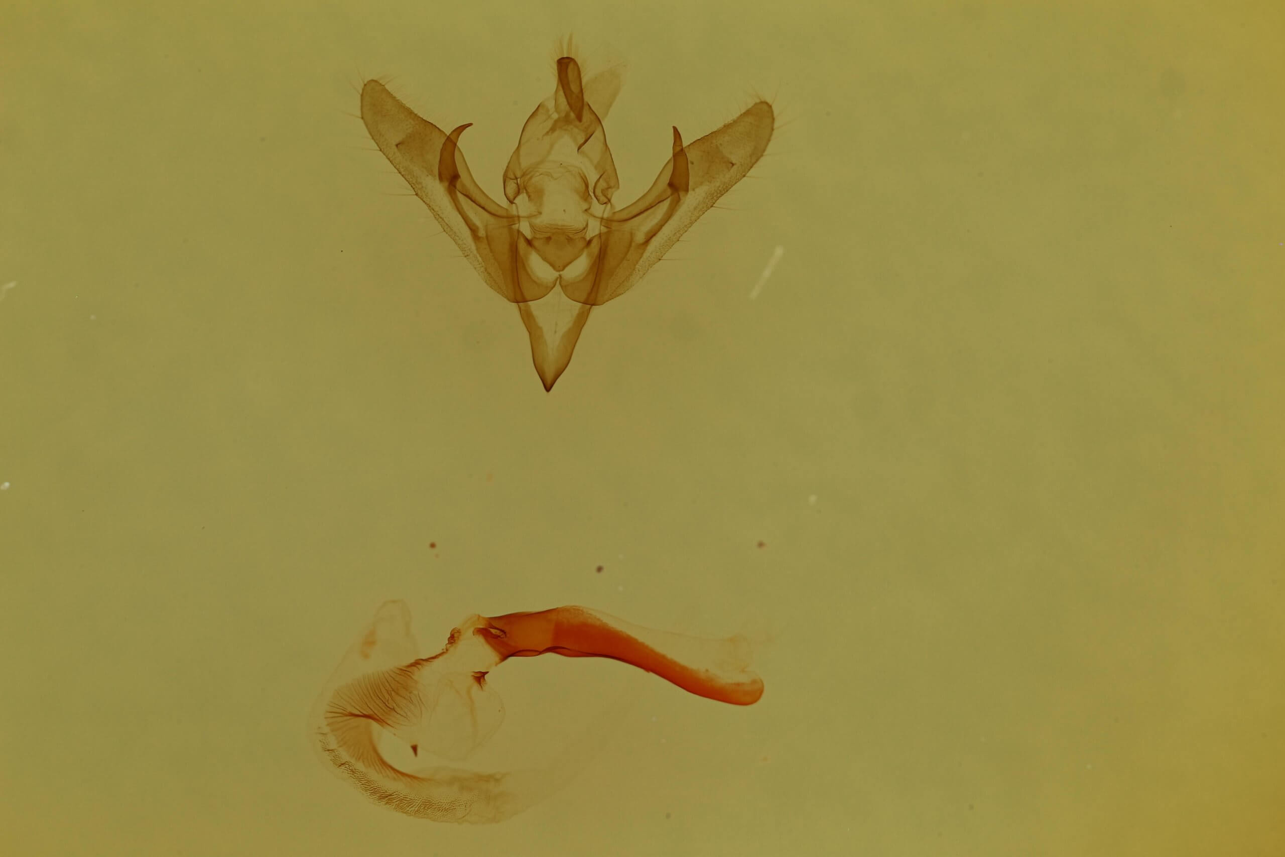 genitalia view of adult Pseudanarta flavidens