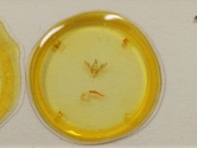 slide view of adult Pseudanarta flavidens