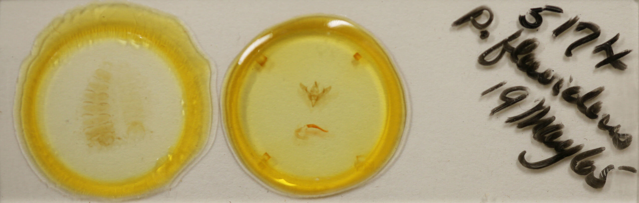 slide view of adult Pseudanarta flavidens