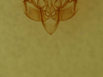 genitalia view of adult Pseudobryomima