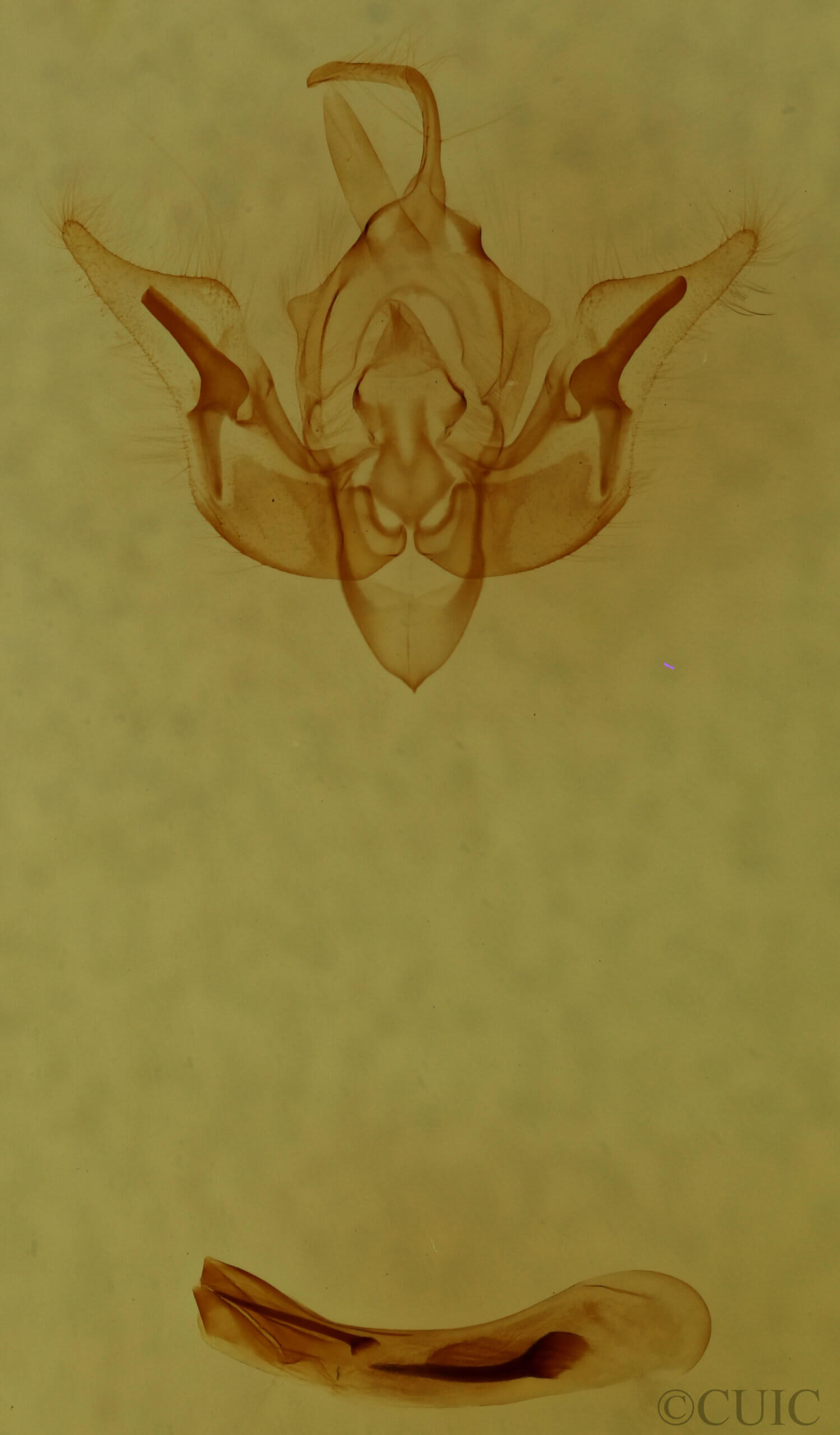 genitalia view of adult Pseudobryomima