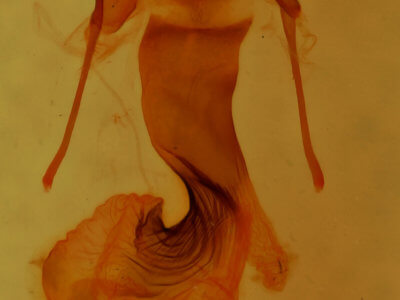 genitalia view of adult Pseudobryomima