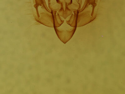 genitalia view of adult Pseudobryomima