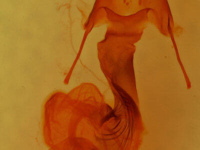 genitalia view of adult Pseudobryomima