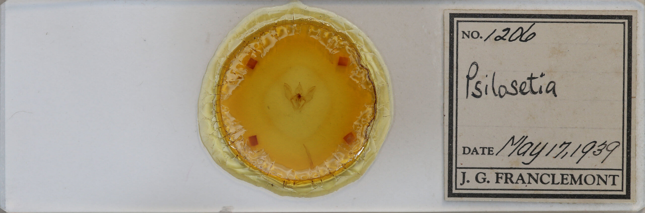 slide view of adult Psilosetia